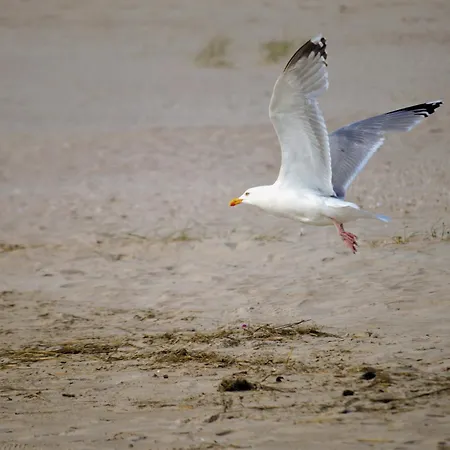 Penthouse De Stoeoer ドルム・ノイフェルト