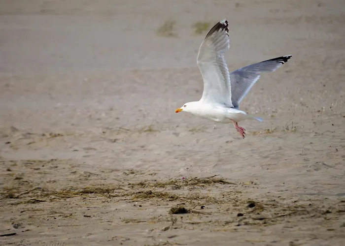 Penthouse De Stoeoer دورم نيوفيلد